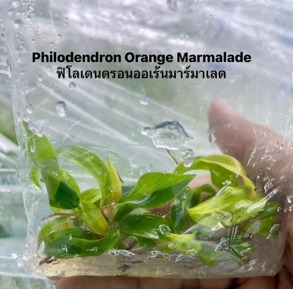 Philodendron Orange Marmalade