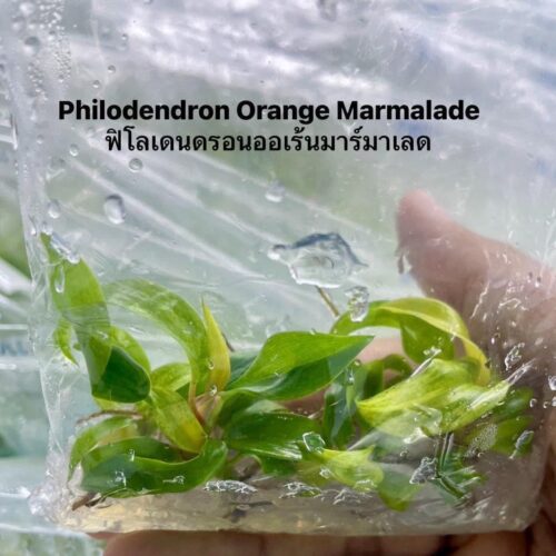 Philodendron Orange Marmalade