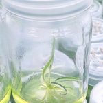 Philodendron Tortum Variegated