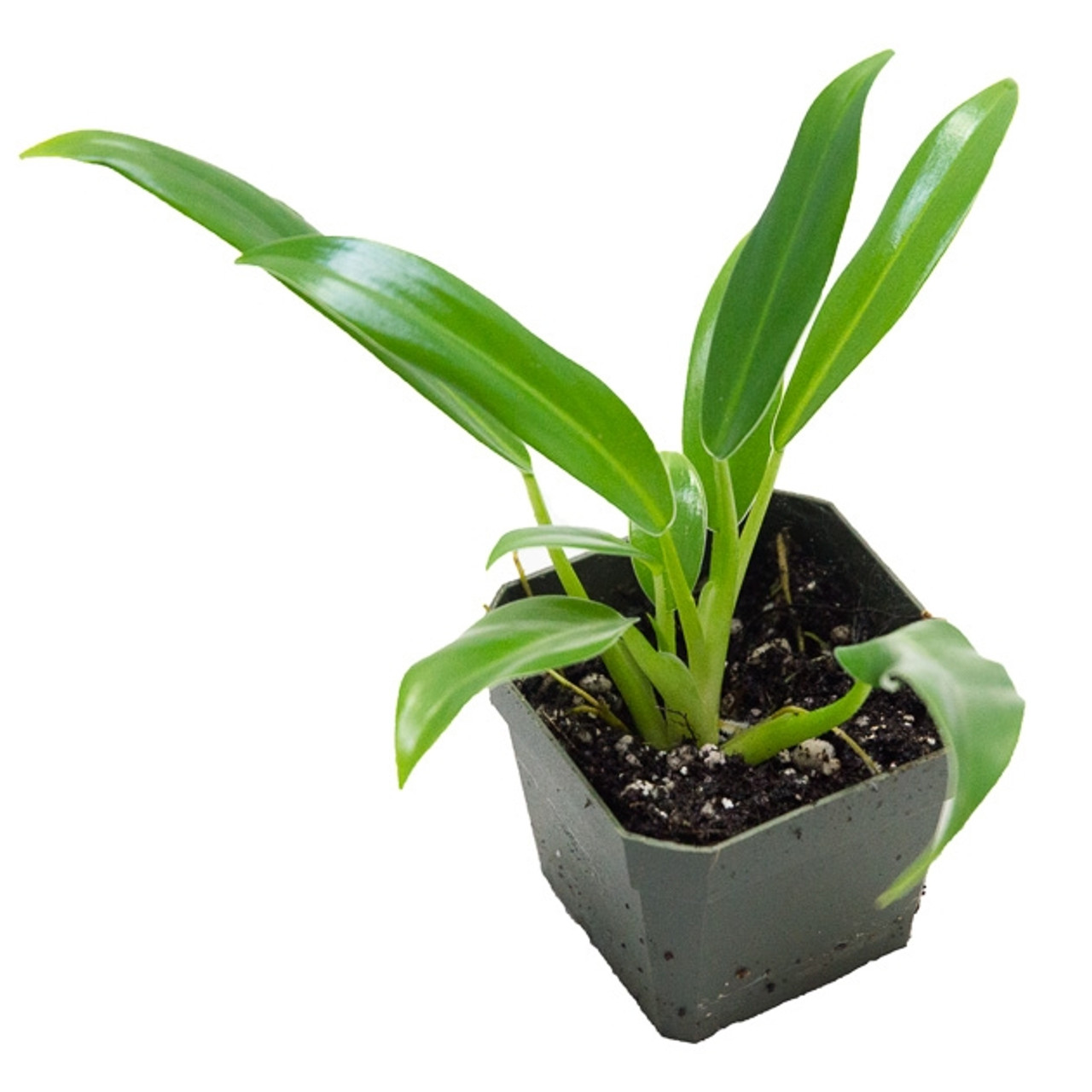 Philodendron Wend Imbe