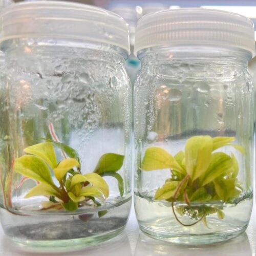 Tissue Culture - Philodendron Yellow Congo Mint Variegated