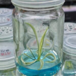 Philodendron Tortum Variegated