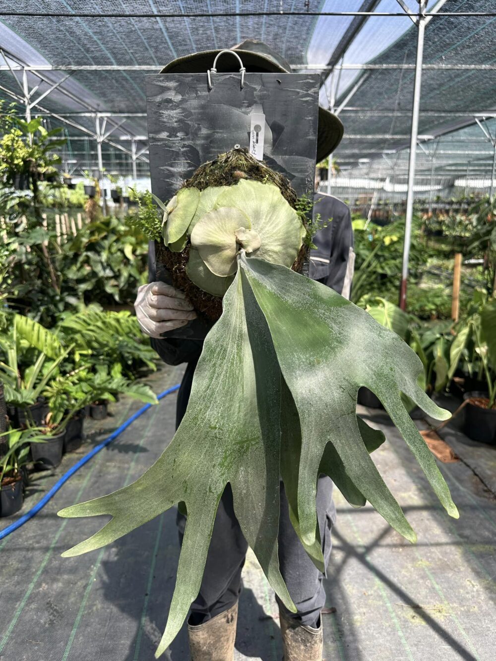 Platycerium 'Thai foong win'