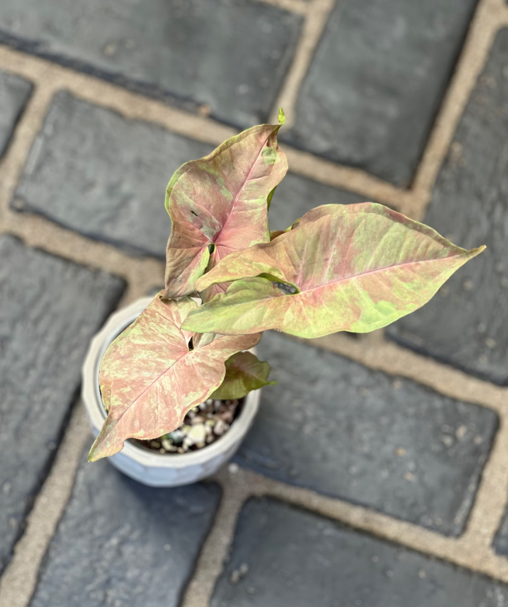 Syngonium Pink Cloud