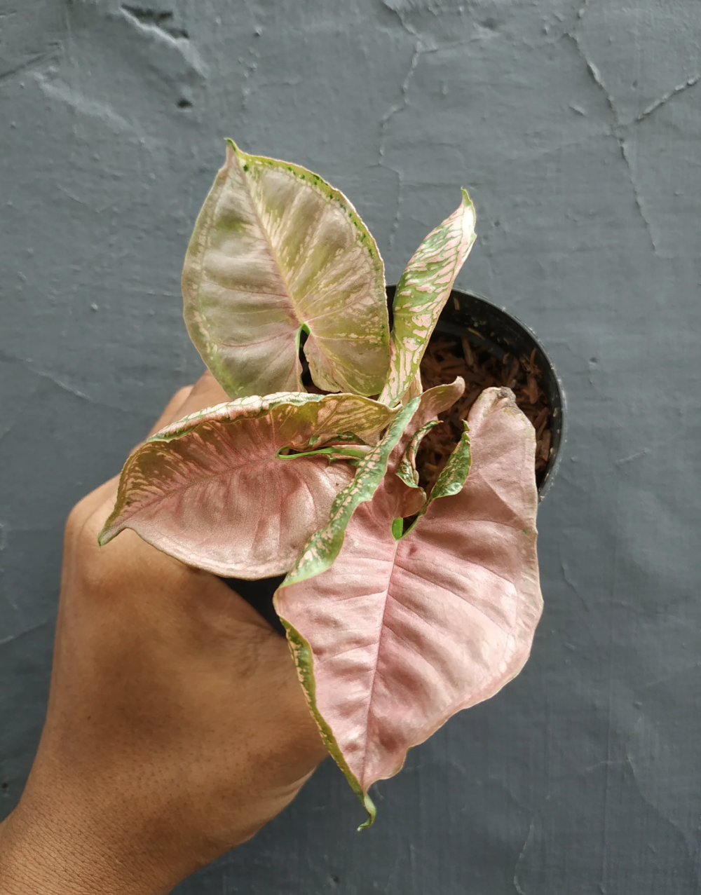 Syngonium Pink MOSAIC