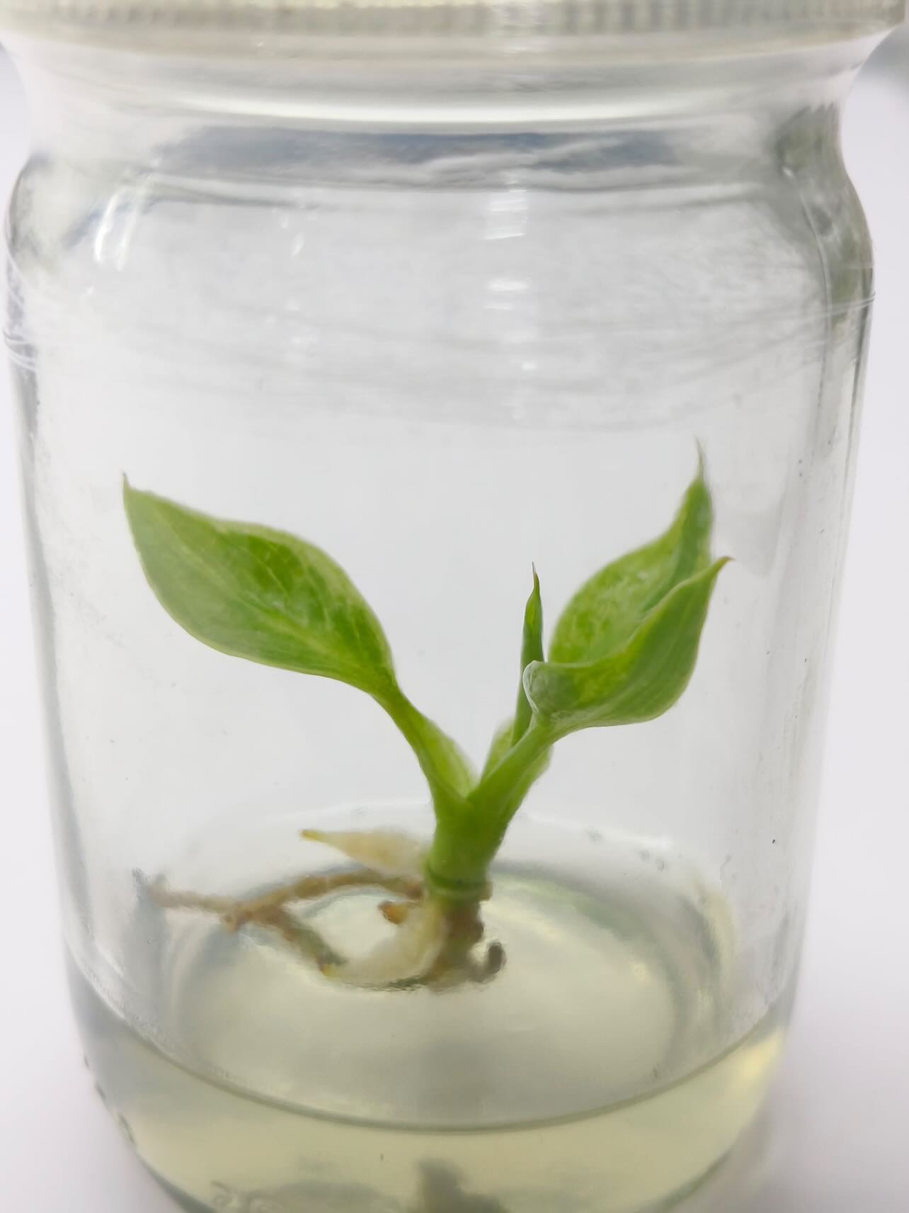 Rare Tissue Culture Philodendron Spiritus Sancti Variegated Greenboog