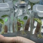 alocasia black velvet pink variegated