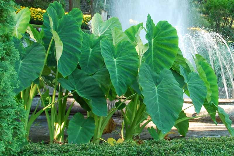 colocasia esculenta taro