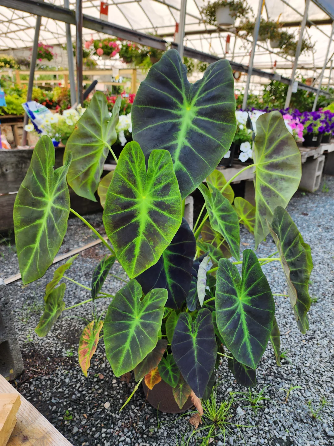 colocasia illustris reddit