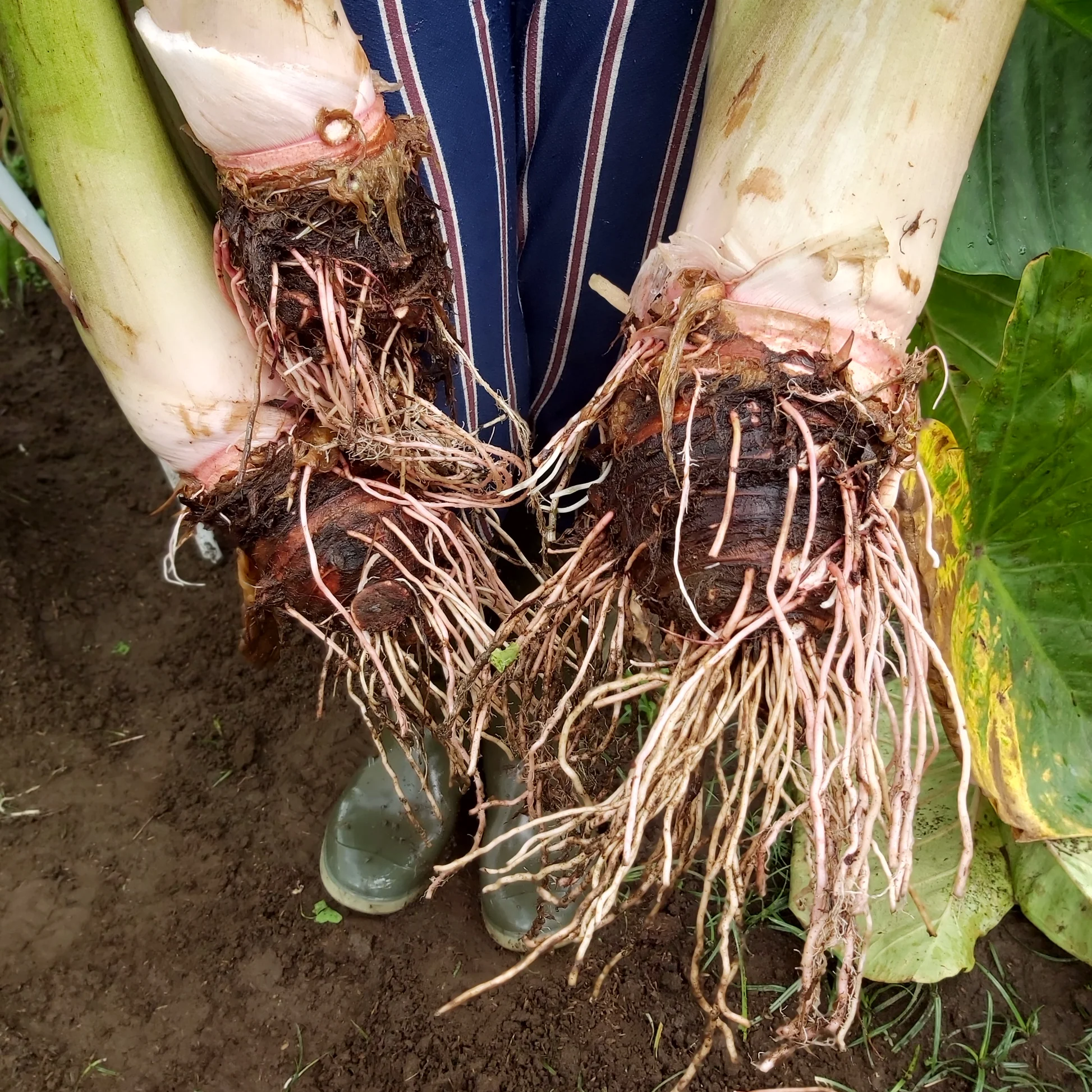 colocasia root system