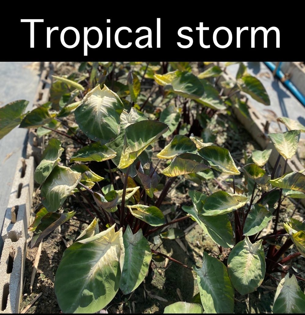 Colocasia tropical storm