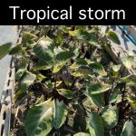 Colocasia tropical storm