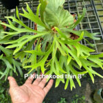 platycerium kitshakood thin