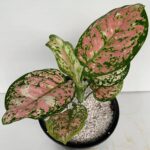 Aglaonema Anyamanee purple