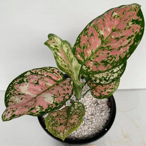 Aglaonema Anyamanee purple