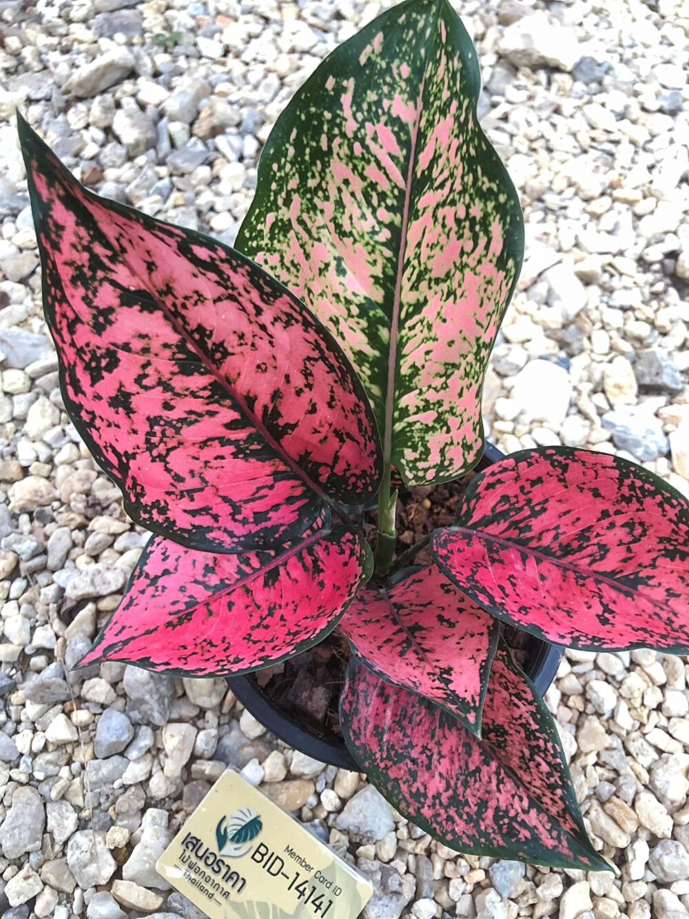 Aglaonema Pink Kumkoon