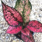Aglaonema Pink Kumkoon