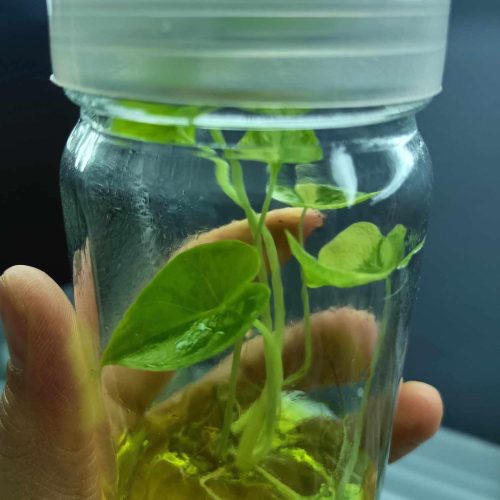 Alocasia Puber Aurea variegated