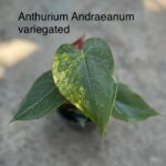 Anthurium Andraeanum Hybrid Variegated