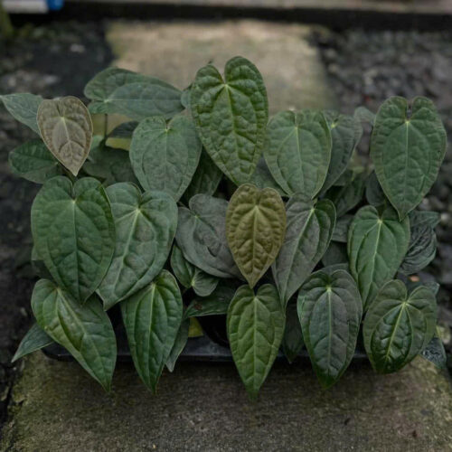 Anthurium Forgetii X Luxurians