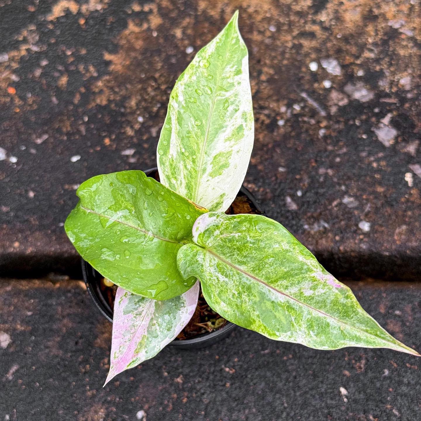 Anthurium Hybrid of Siam 5" Pot Rare Anthurium | Greenboog