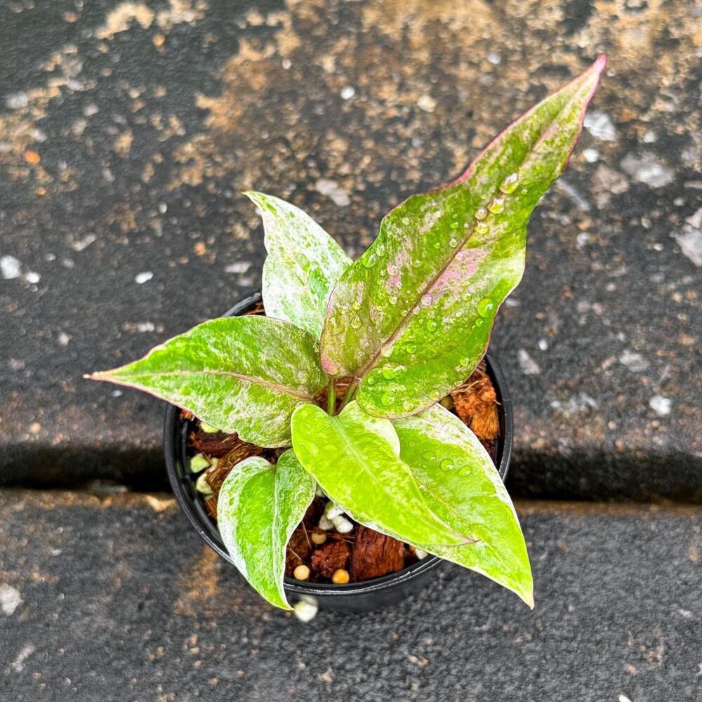 Anthurium Hybrid Of Siam – White, Pink Color