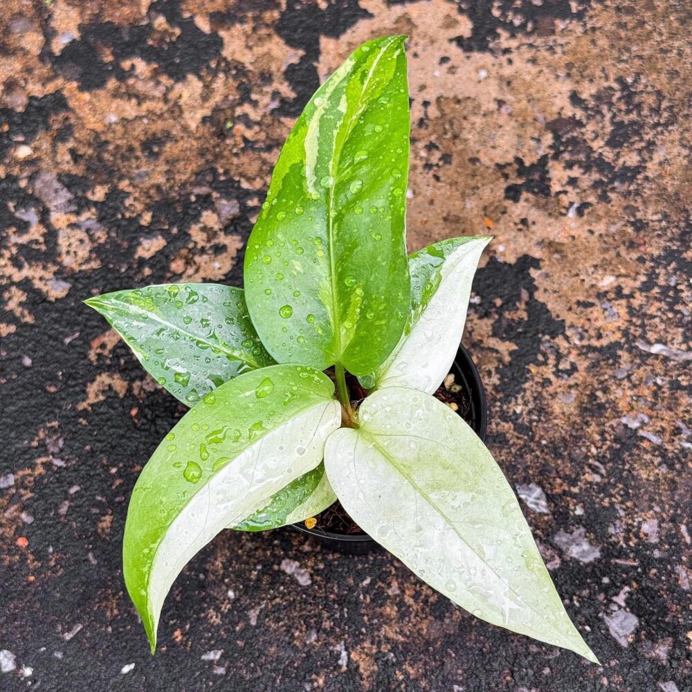 Anthurium Hybrid Of Siam – White,Yellow Color