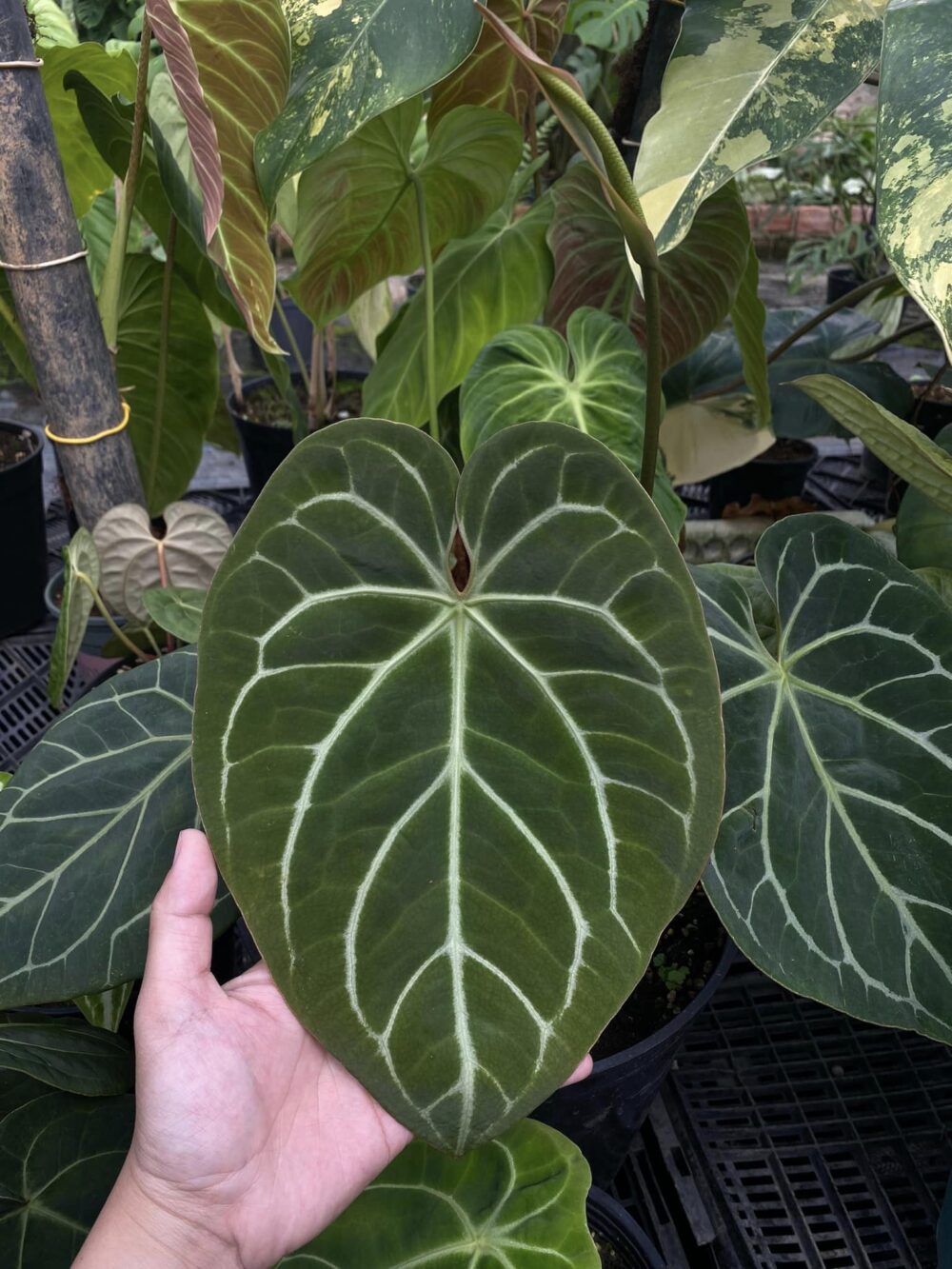 Anthurium Magnificum