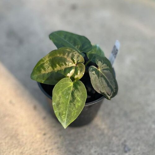 Anthurium Papillilaminum x Papillilaminum