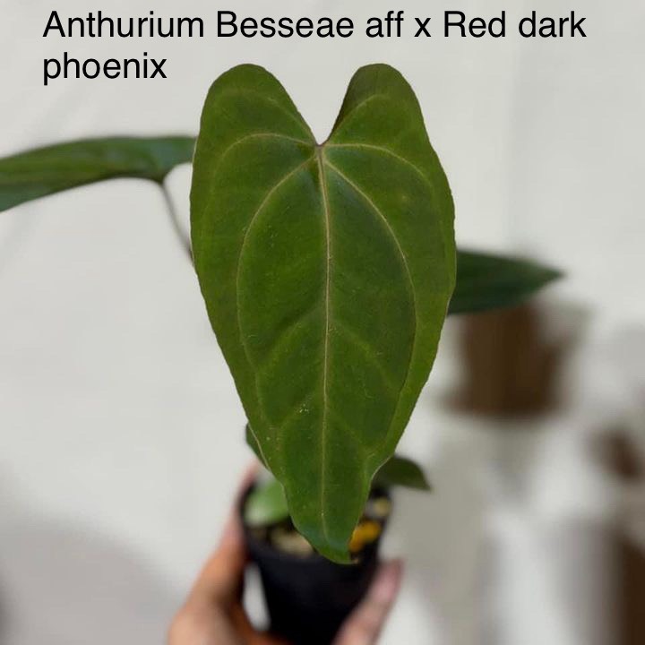 Anthurium Red Dark Phoenix X Besseae aff