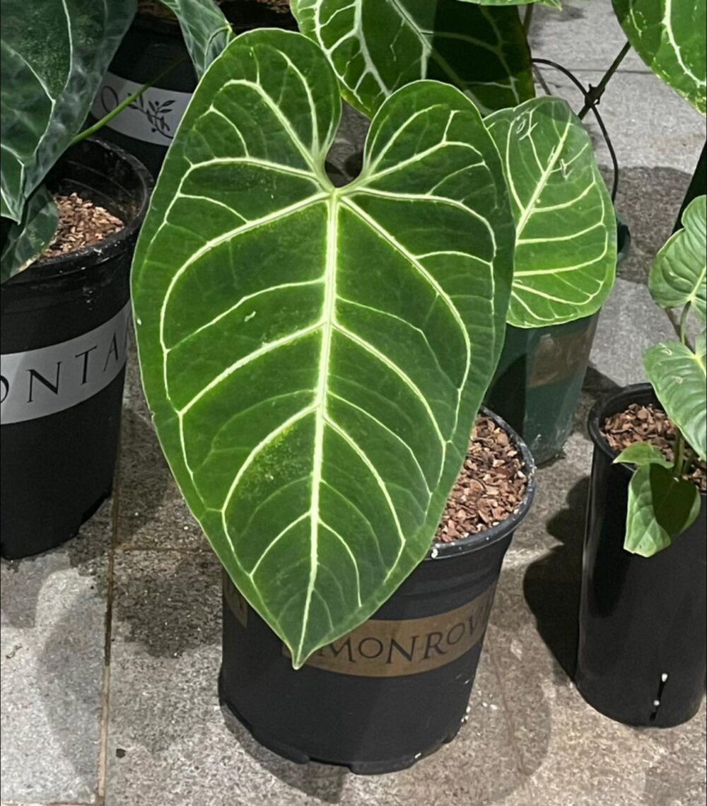 Anthurium Regale