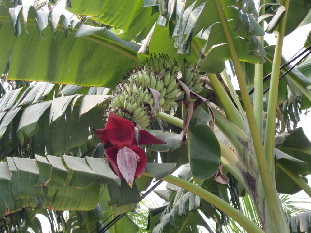 Banana Musa ACUMINATA