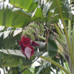 Banana Musa ACUMINATA