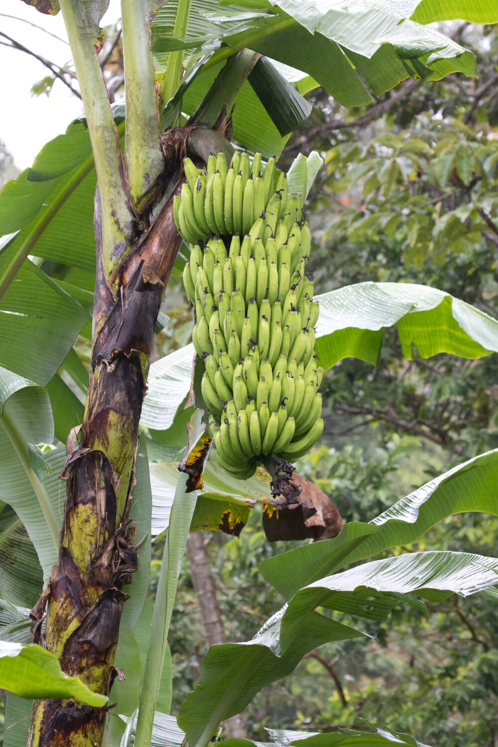 Banana Musa ACUMINATA CAVENDISH