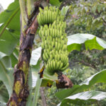 Banana Musa ACUMINATA CAVENDISH