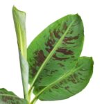 Banana Musa ACUMINATA ‘DWARF CAVENDISH’