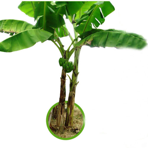 Banana Musa ACUMINATA ‘GROS MICHEL’