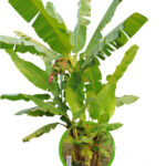 Banana Musa ACUMINATA ‘LADY FINGER’