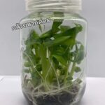 Banana Musa 'KLUAI NAM WA YAK'