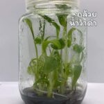 Banana Musa SAPIENTUM LINN