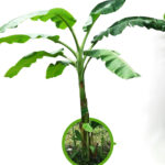 Musa ‘GRAND NAINE’
