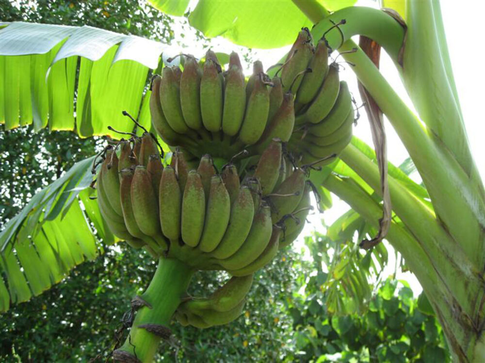 Banana Musa ‘KLUAI NAM WA DAM’