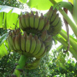 Banana Musa ‘KLUAI NAM WA DAM’