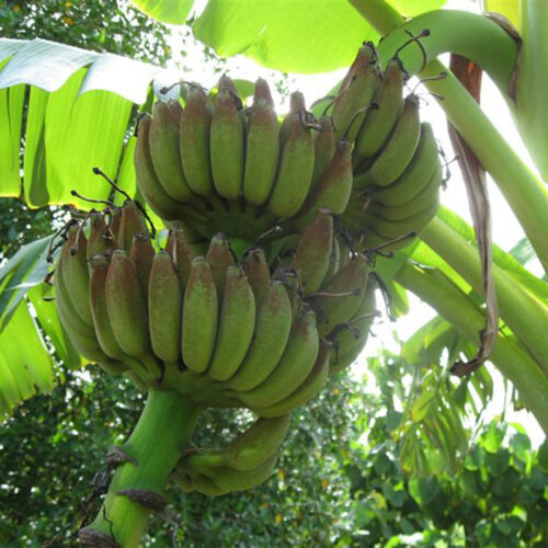 Banana Musa ‘KLUAI NAM WA DAM’
