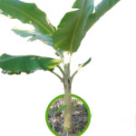 Banana Musa ‘KLUAI NAM WA KHOM’