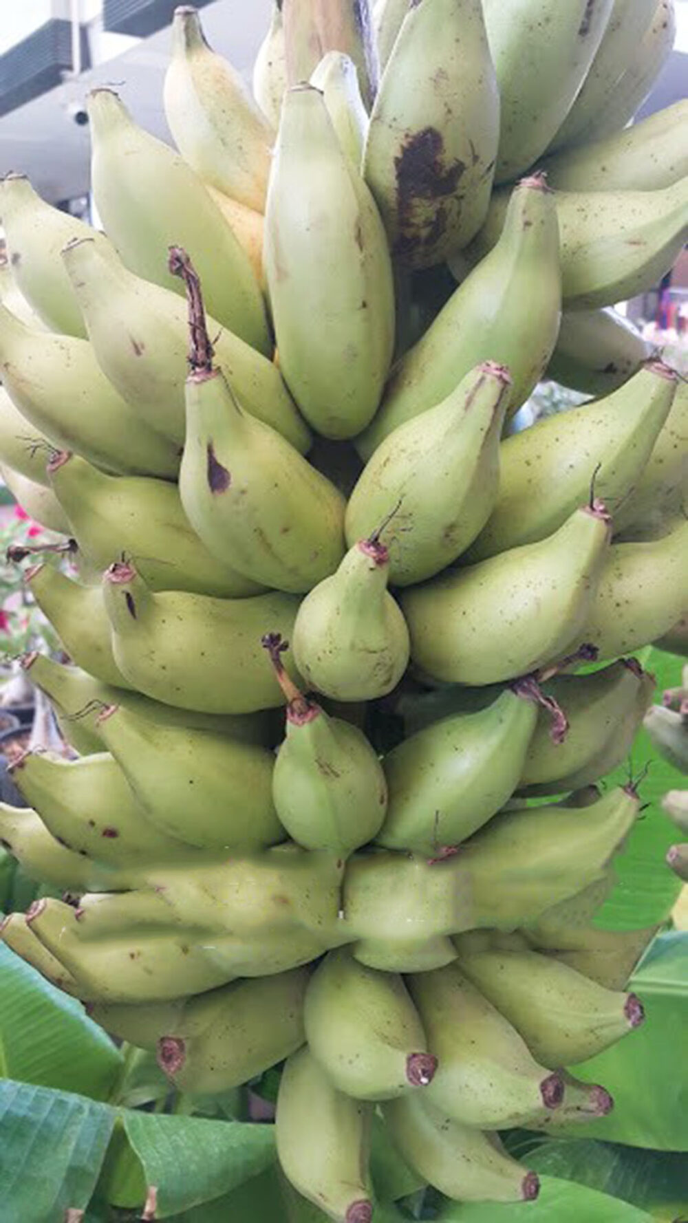 Banana Musa ‘KLUAI NOM SAO’