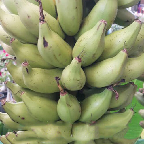 Banana Musa ‘KLUAI NOM SAO’
