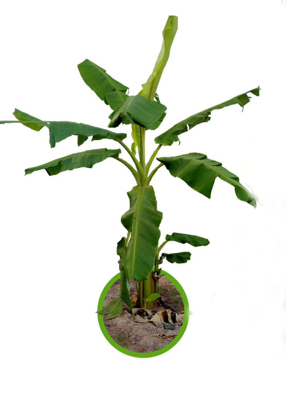 Banana Musa ‘PAKCHONG 50’