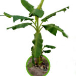 Banana Musa ‘PAKCHONG 50’