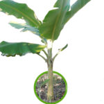 Banana Musa ‘PHAMA HAEK KUK’